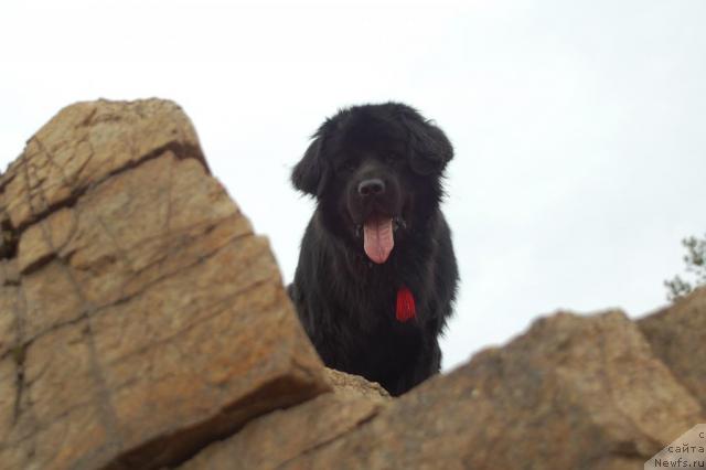 Фото: ньюфаундленд Ryicar' Blagorodnyiy ot Marleon Dusvik (Рыцарь Благородный от Марлеон Дусвик)