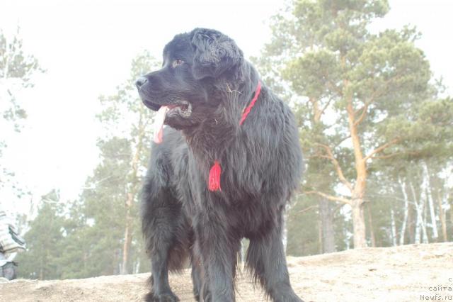 Фото: ньюфаундленд Ryicar' Blagorodnyiy ot Marleon Dusvik (Рыцарь Благородный от Марлеон Дусвик)