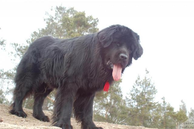 Фото: ньюфаундленд Ryicar' Blagorodnyiy ot Marleon Dusvik (Рыцарь Благородный от Марлеон Дусвик)