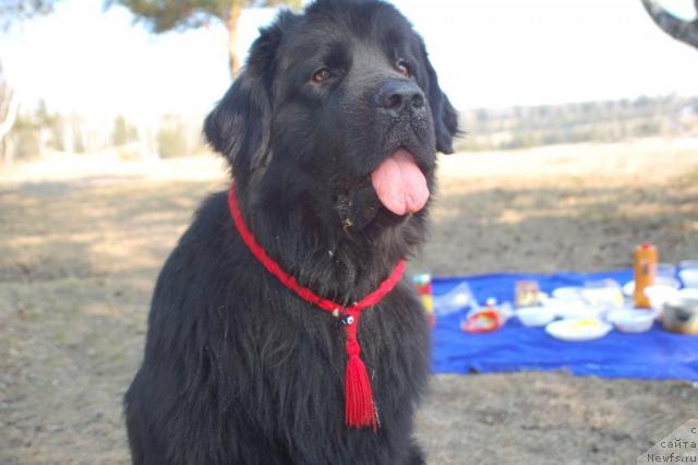 Фото: ньюфаундленд Ryicar' Blagorodnyiy ot Marleon Dusvik (Рыцарь Благородный от Марлеон Дусвик)