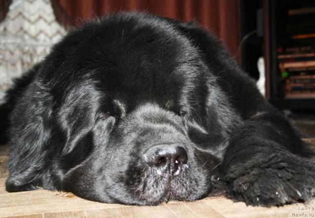 Фото: ньюфаундленд Beguschaya po Volnam Vsya Takaya Rastakaya (Бегущая по Волнам Вся Такая Растакая)