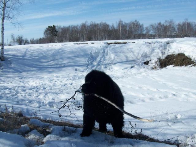 Фото: ньюфаундленд Karat iz Medvejyego Yara (Карат из Медвежьего Яра)