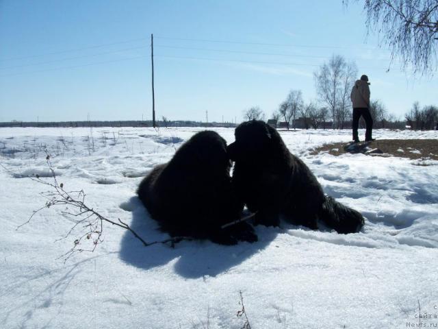 Фото: ньюфаундленд Yarada iz Sibirskoy Glubinki (Ярада из Сибирской Глубинки)