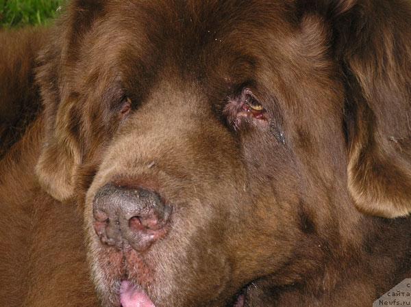 Фото: ньюфаундленд Smigar Sven Brown (Смигар Свен Браун)