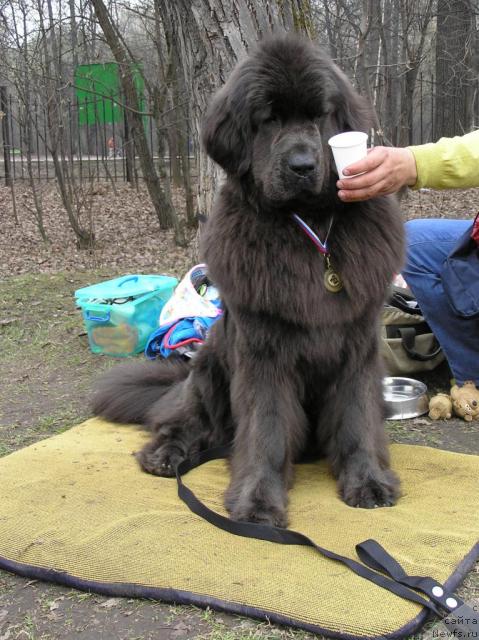 Фото: ньюфаундленд Dyurbahler Klab Al'faretta Vin'etta (Дюрбахлер Клаб Альфаретта Виньетта)