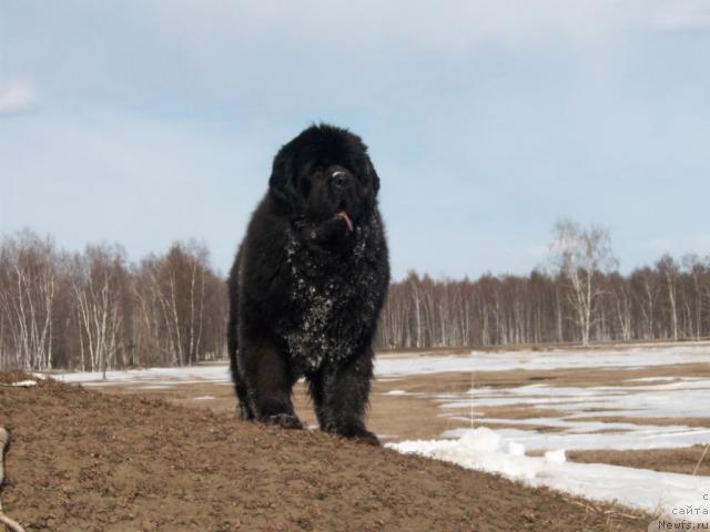 Фото: ньюфаундленд Karat iz Medvejyego Yara (Карат из Медвежьего Яра)