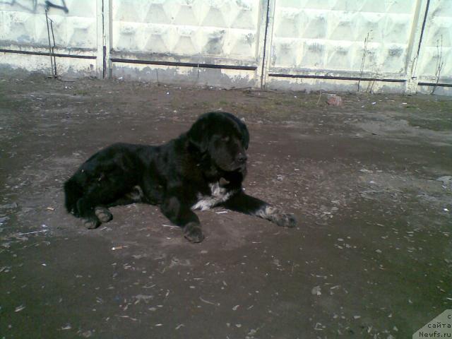 Фотография № 41003