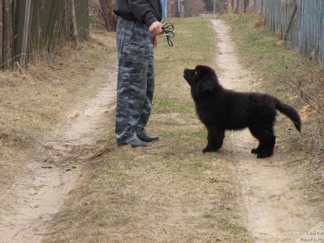 Фото: ньюфаундленд Uyutnaya Dolina Andros Grif (Уютная Долина Андрос Гриф)