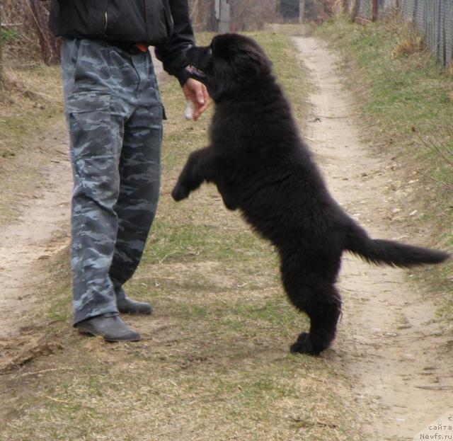 Фото: ньюфаундленд Uyutnaya Dolina Andros Grif (Уютная Долина Андрос Гриф)