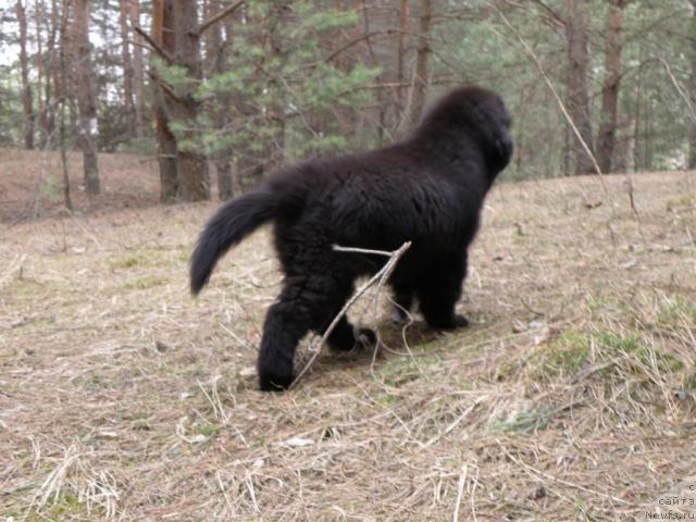 Фото: ньюфаундленд Uyutnaya Dolina Andros Grif (Уютная Долина Андрос Гриф)