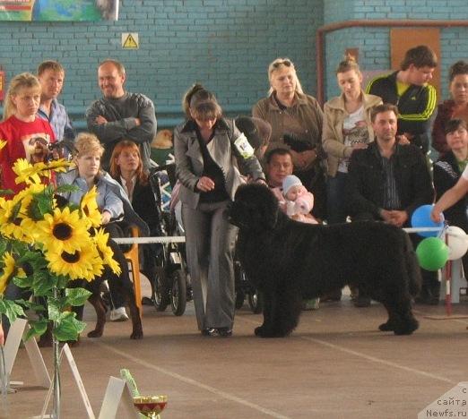 Фото: ньюфаундленд Knyaz Dodon s Berega Dona (Князь Додон с Берега Дона)