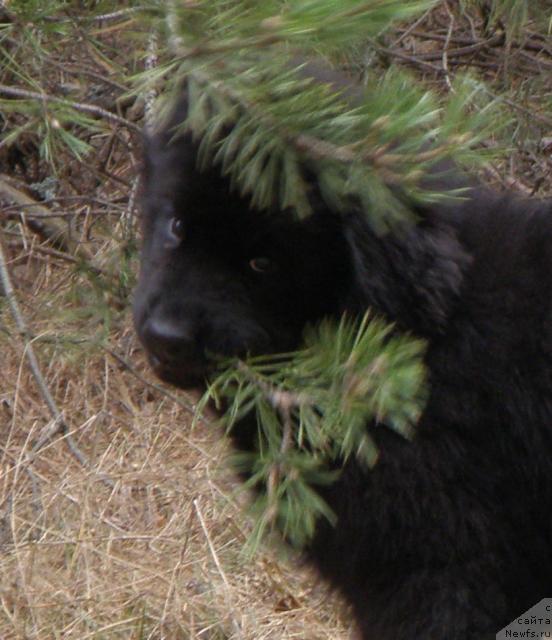 Фото: ньюфаундленд Uyutnaya Dolina Andros Grif (Уютная Долина Андрос Гриф)