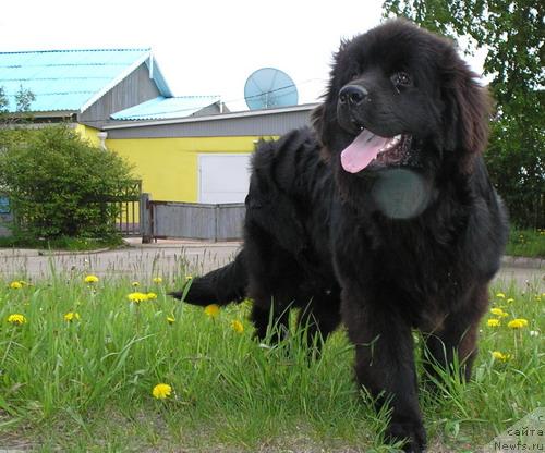Фото: ньюфаундленд Klifford iz Tihogo Omuta (Клиффорд из Тихого Омута)