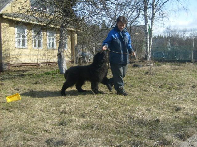 Фото: ньюфаундленд Aquatoriya Kelvin Kilimandzharo (Акватория Келвин Килиманджаро), Darima Achitueva (Дарима Ачитуева)