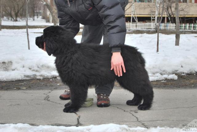 Фото: ньюфаундленд Akvatoriya Kelvin Kuindji (Акватория Келвин Куинджи)