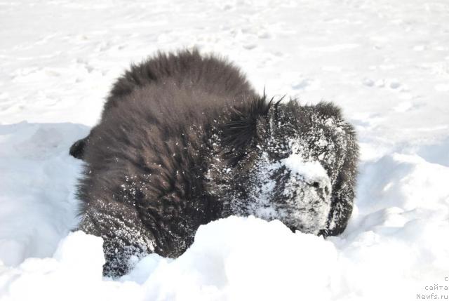 Фото: ньюфаундленд Akvatoriya Kelvin Kuindji (Акватория Келвин Куинджи)