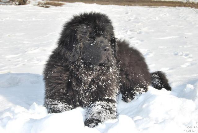 Фото: ньюфаундленд Akvatoriya Kelvin Kuindji (Акватория Келвин Куинджи)