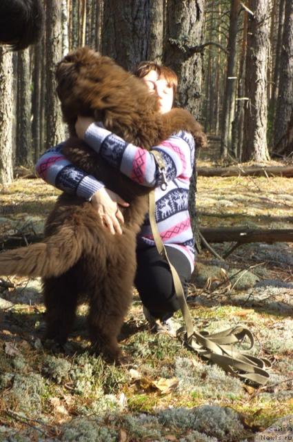 Фото: ньюфаундленд Barhatka Roskoshnaya (Бархатка Роскошная)