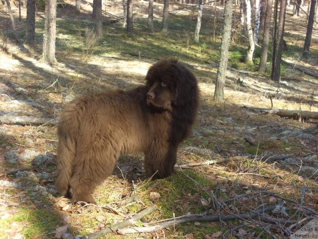 Фото: ньюфаундленд Barhatka Roskoshnaya (Бархатка Роскошная)