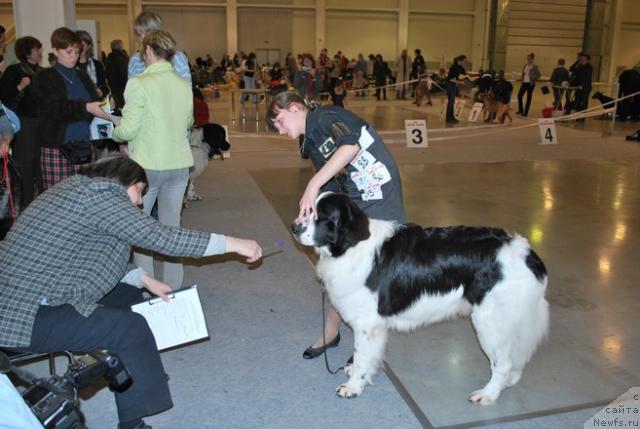 Фото: Natal'ya Potehina (Наталья Потехина), ньюфаундленд H'yugo Boss iz Unikal'noy Kollekcii (Хьюго Босс из Уникальной Коллекции), Рита