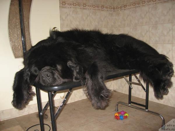 Фото: ньюфаундленд Dodger ot Sibirskogo Medvedja (Доджер от Сибирского Медведя)