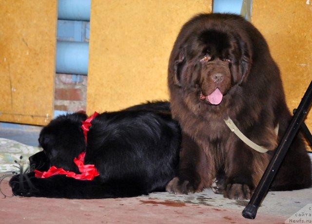 Фото: ньюфаундленд King of Helluland I'm Precious, ньюфаундленд Super Premium Brabus (Супер Премиум Брабус)