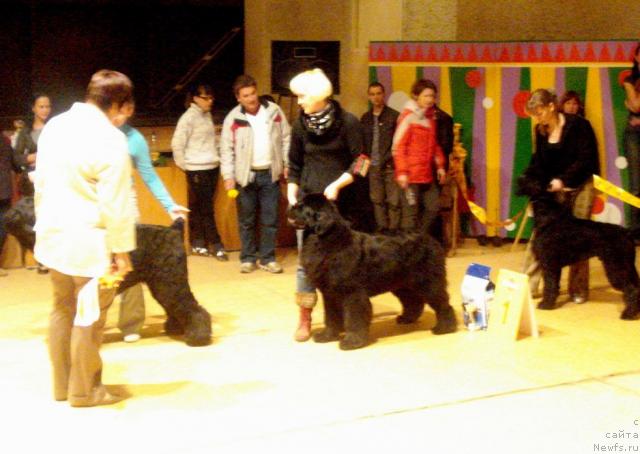 Фото: ньюфаундленд Ih Vyisochestvo Batterflyay Blyek Omeliya (Их Высочество Баттерфляй Блэк Омелия), ньюфаундленд Ih Vyisochestvo Batterflyay Blyek Omeliya (Их Высочество Баттерфляй Блэк Омелия)