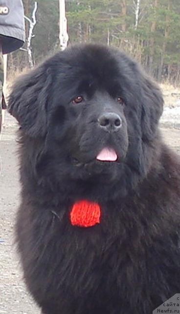 Фото: ньюфаундленд Ih Vyisochestvo Batterflyay Blyek Omeliya (Их Высочество Баттерфляй Блэк Омелия)
