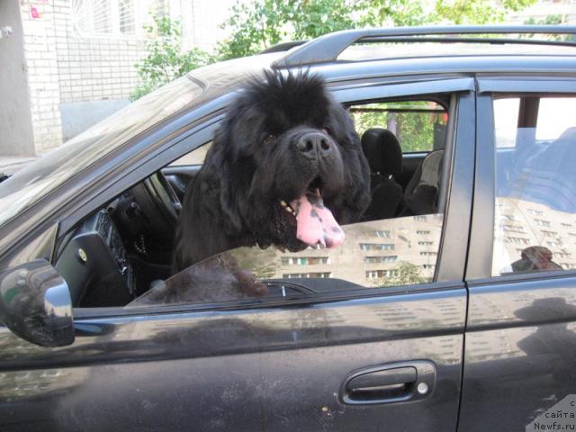 Фото: ньюфаундленд Dodger ot Sibirskogo Medvedja (Доджер от Сибирского Медведя)