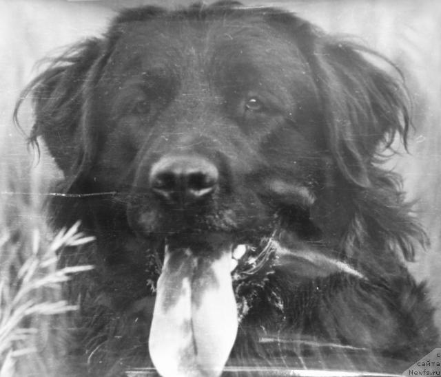 Фото: ньюфаундленд Osta (Оста)