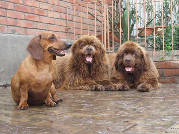 Фото: ньюфаундленд Froncia s Berega Dona (Фронсия с Берега Дона), ньюфаундленд Joka Ona s Berega Dona (Ёка Она с Берега Дона)