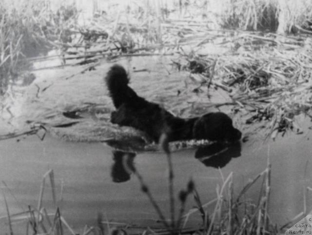 Фото: ньюфаундленд Osta (Оста)