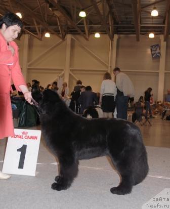 Фото: ньюфаундленд Aquatoriya Kelvin Impressa (Акватория Келвин Импресса)