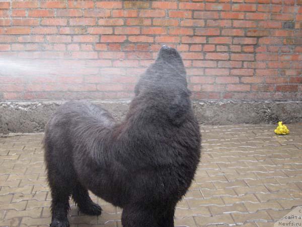 Фото: ньюфаундленд Zhemchuzhina Rostova s Berega Dona (Жемчужина Ростова с Берега Дона)