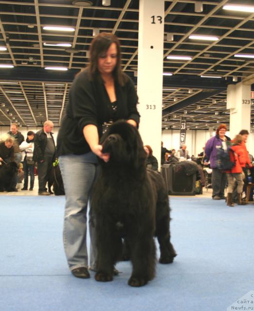 Фото: ньюфаундленд Cannon Bear's One of Those Days