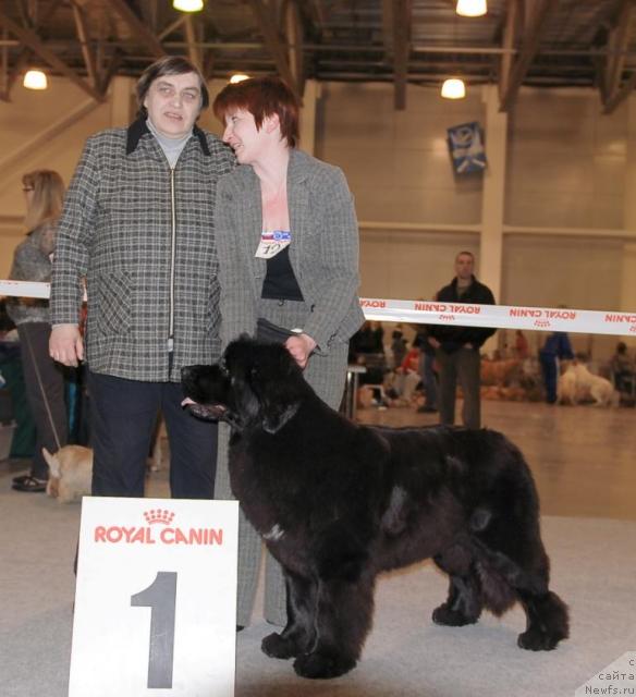 Фото: ньюфаундленд Toptyijka Siyanie ot Aysberga (Топтыжка Сияние от Айсберга)