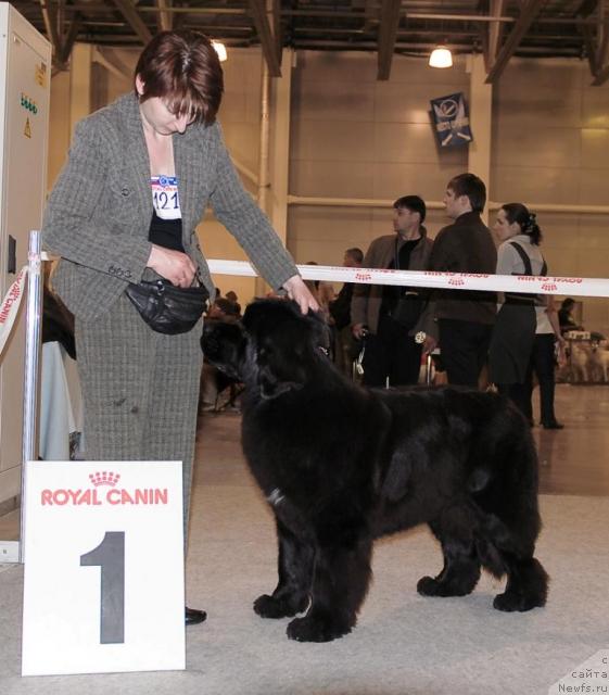 Фото: ньюфаундленд Toptyijka Siyanie ot Aysberga (Топтыжка Сияние от Айсберга)