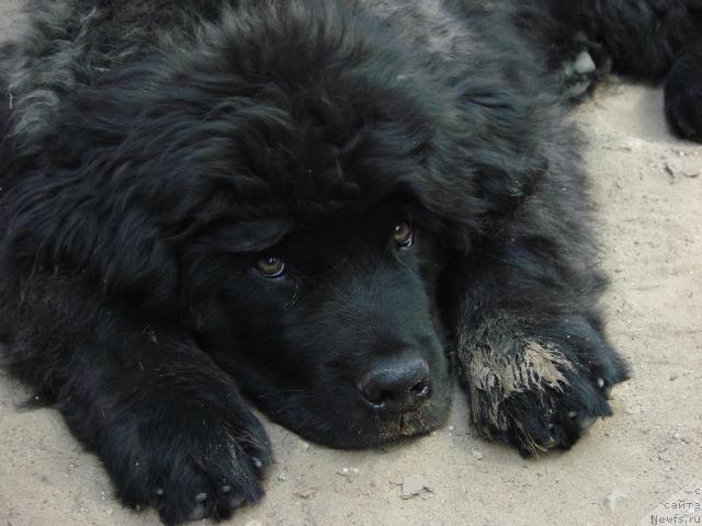 Фото: ньюфаундленд Ygan s Toyanova Gorodka (Юган с Тоянова Городка)