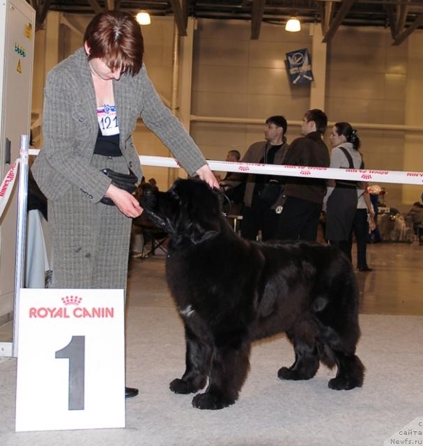 Фото: ньюфаундленд Toptyijka Siyanie ot Aysberga (Топтыжка Сияние от Айсберга)