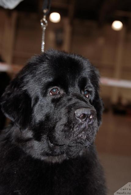 Фото: ньюфаундленд Sent Djons S'yuzi Kvatro (Сент Джонс Сьюзи Кватро)