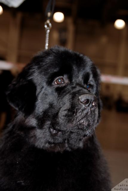 Фото: ньюфаундленд Sent Djons S'yuzi Kvatro (Сент Джонс Сьюзи Кватро)