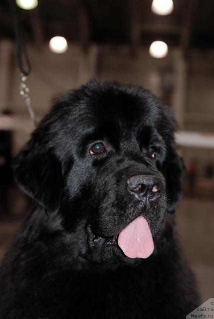 Фото: ньюфаундленд Sent Djons S'yuzi Kvatro (Сент Джонс Сьюзи Кватро)