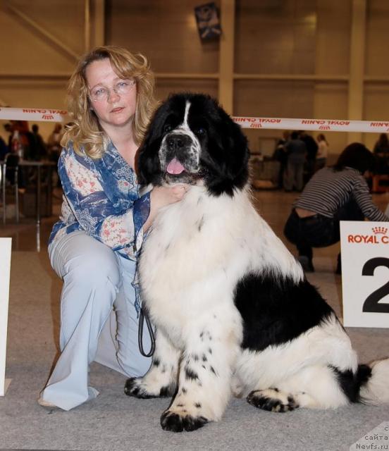 Фото: ньюфаундленд Sent Djons Parad Planet (Сент Джонс Парад Планет)