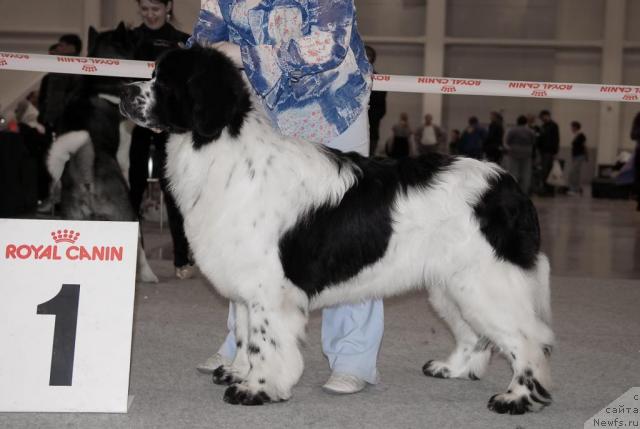 Фото: ньюфаундленд Sent Djons Parad Planet (Сент Джонс Парад Планет)