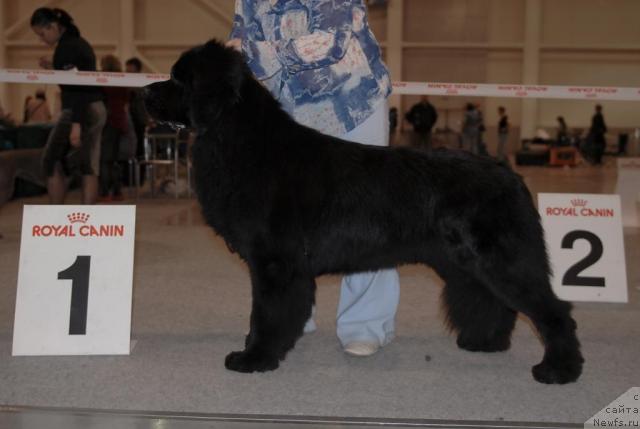 Фото: ньюфаундленд Sent Djons Richard Black Gold (Сент Джонс Ричард Блек Голд)