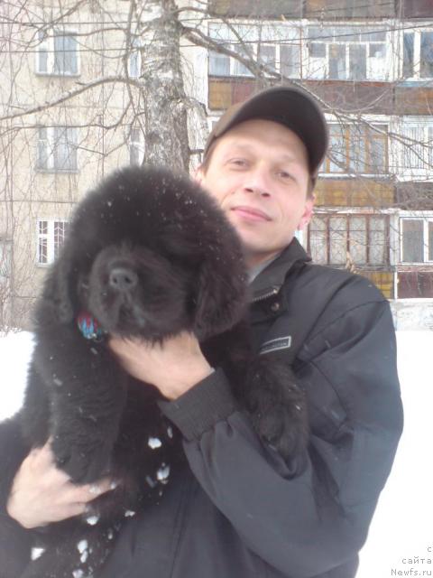 Фото: ньюфаундленд Uyutnaya Dolina Andros Grif (Уютная Долина Андрос Гриф)