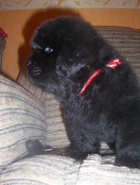 Фото: ньюфаундленд Uyutnaya Dolina Andros Grif (Уютная Долина Андрос Гриф)