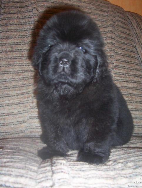 Фото: ньюфаундленд Uyutnaya Dolina Andros Grif (Уютная Долина Андрос Гриф)