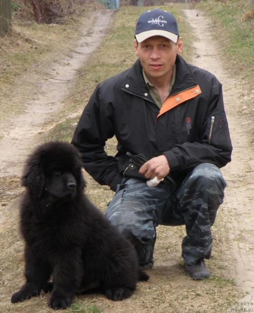 Фото: ньюфаундленд Uyutnaya Dolina Andros Grif (Уютная Долина Андрос Гриф)