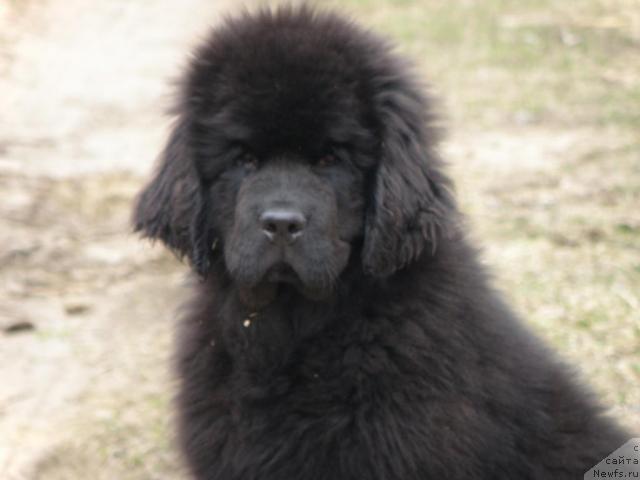 Фото: ньюфаундленд Uyutnaya Dolina Andros Grif (Уютная Долина Андрос Гриф)